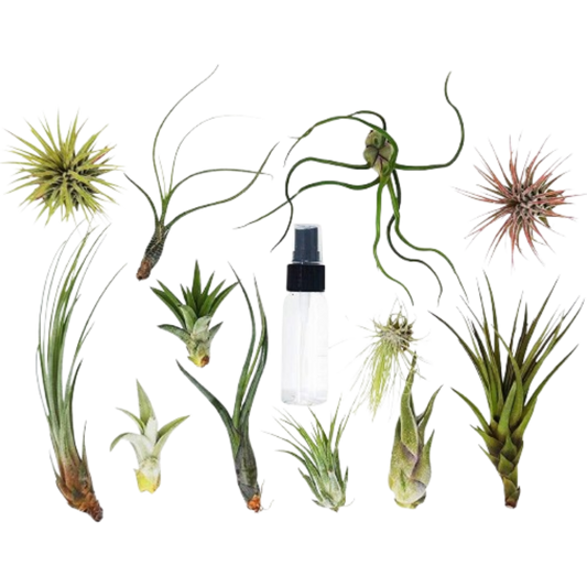 Tillandsia Air Plant Variety Pack w/ Spray Bottle potted plant