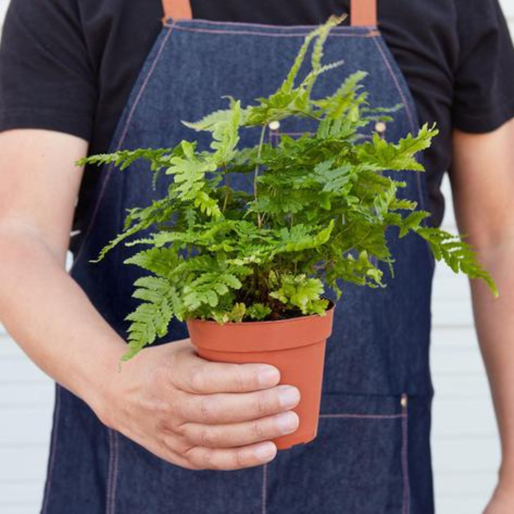 'Autumn' Fern 4" potted plant