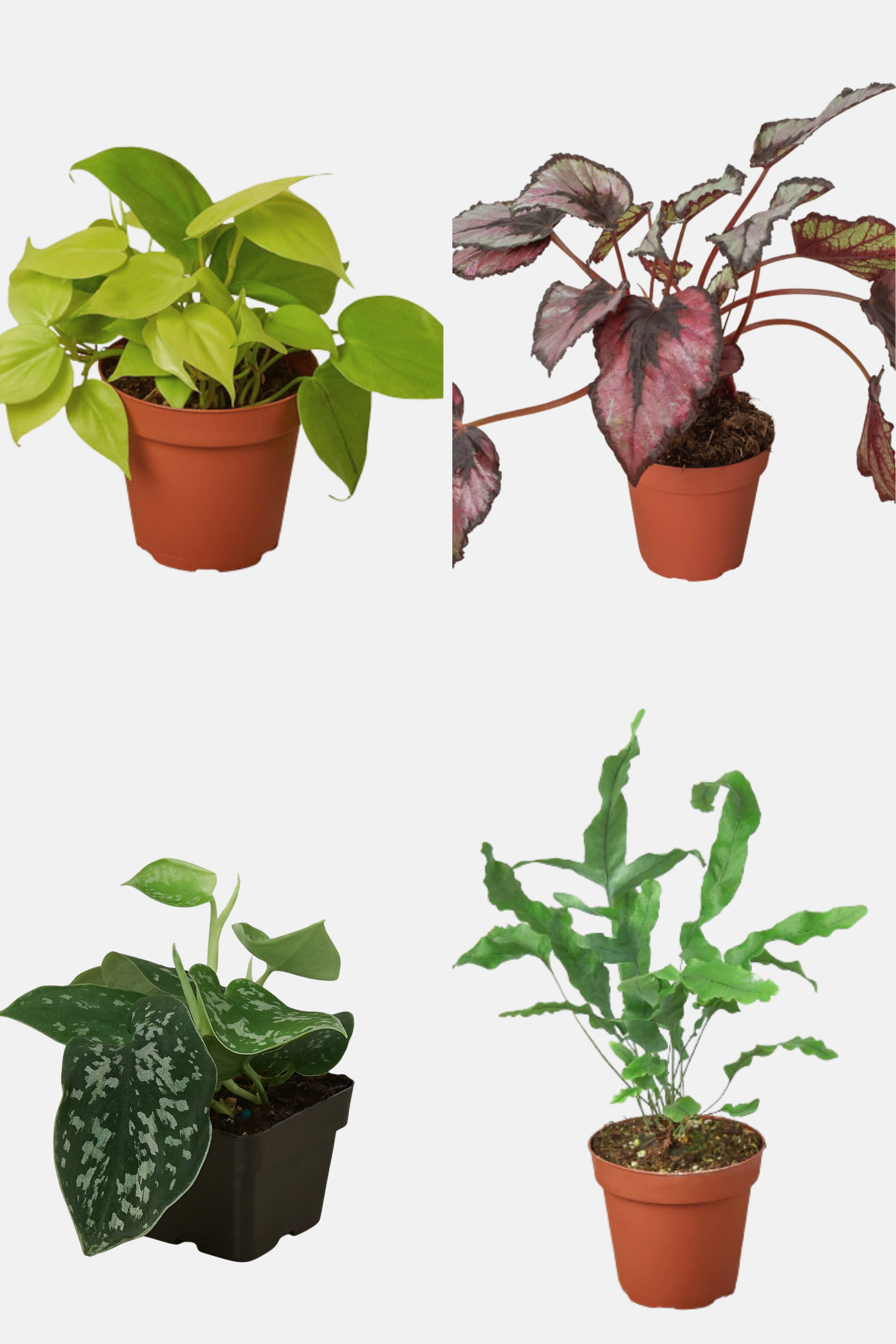 Velvet Forest potted plant