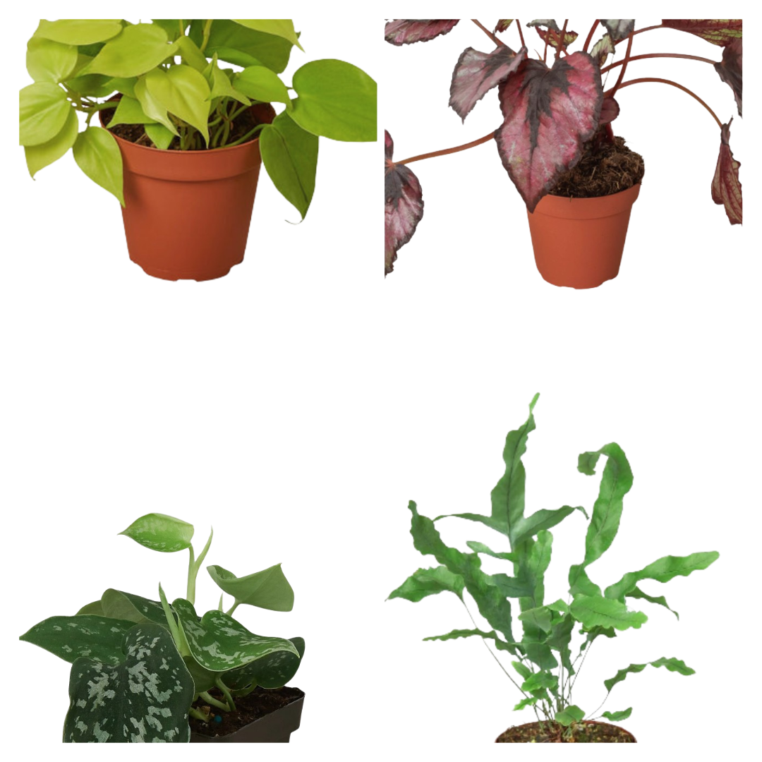 Velvet Forest potted plant