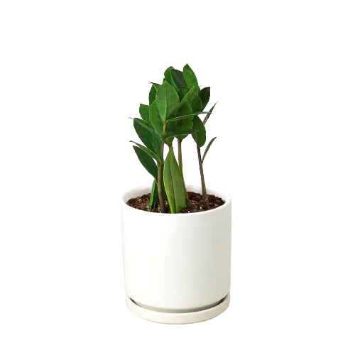Zamioculcas Zamiifolia ZZ potted plant
