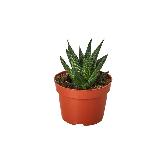 Fairy Washboard Haworthia 4" potted plant