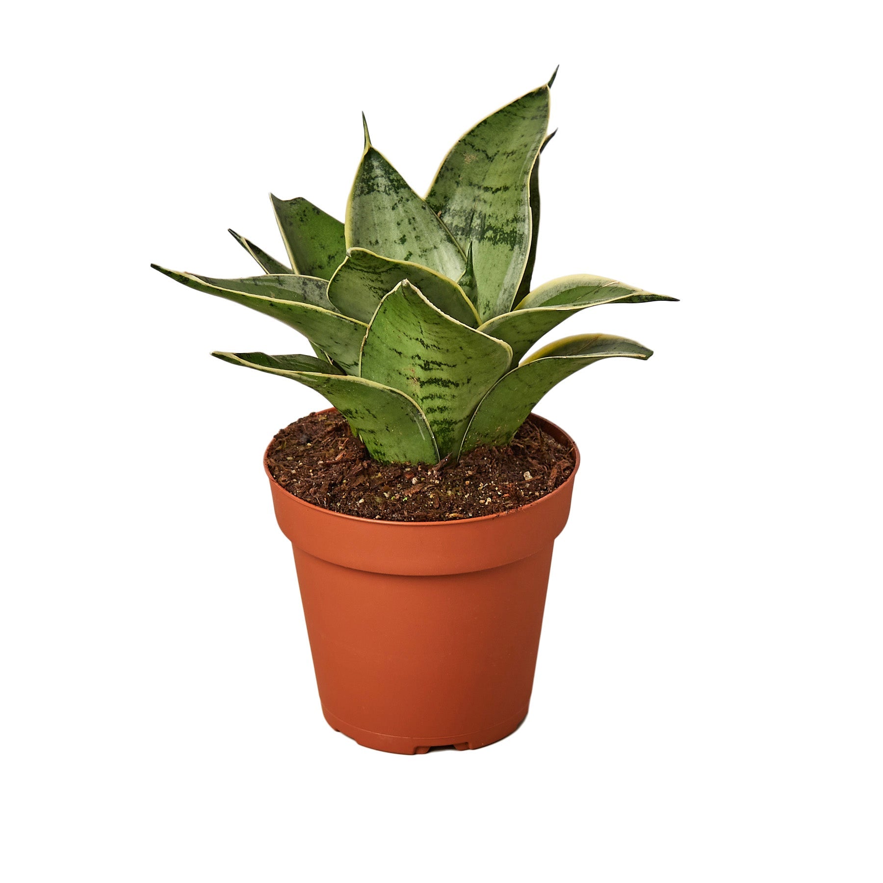 Snake Plant Starlight potted plant