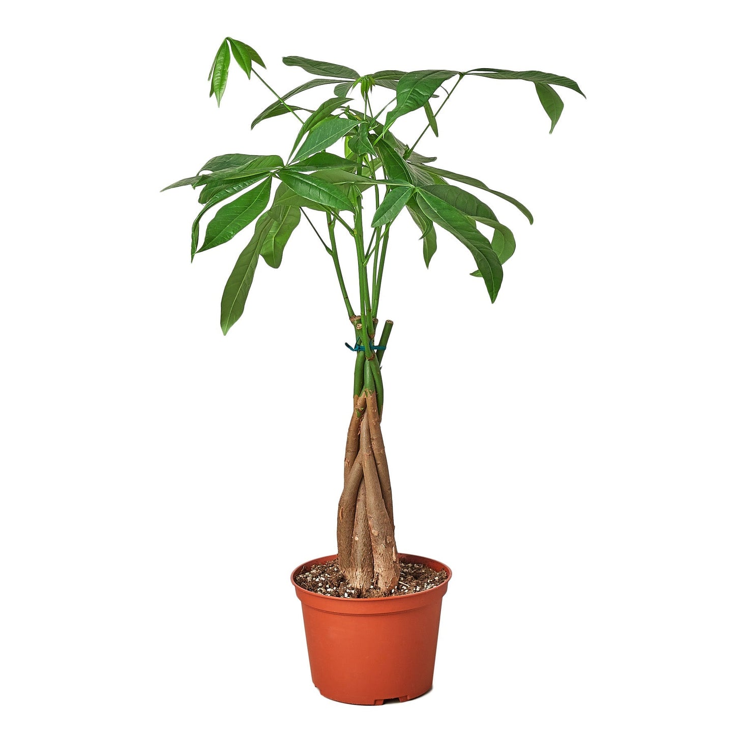 Money Tree 'Guiana Chestnut' Pachira Braid 4" potted plant