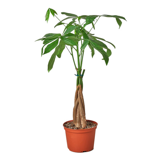 Money Tree 'Guiana Chestnut' Pachira Braid 4" potted plant