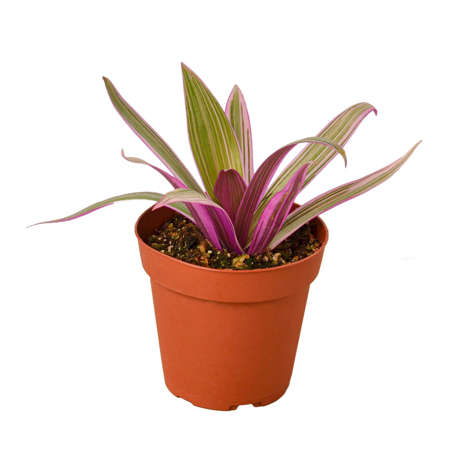 Oyster Plant 'Moses in the Cradle' potted plant