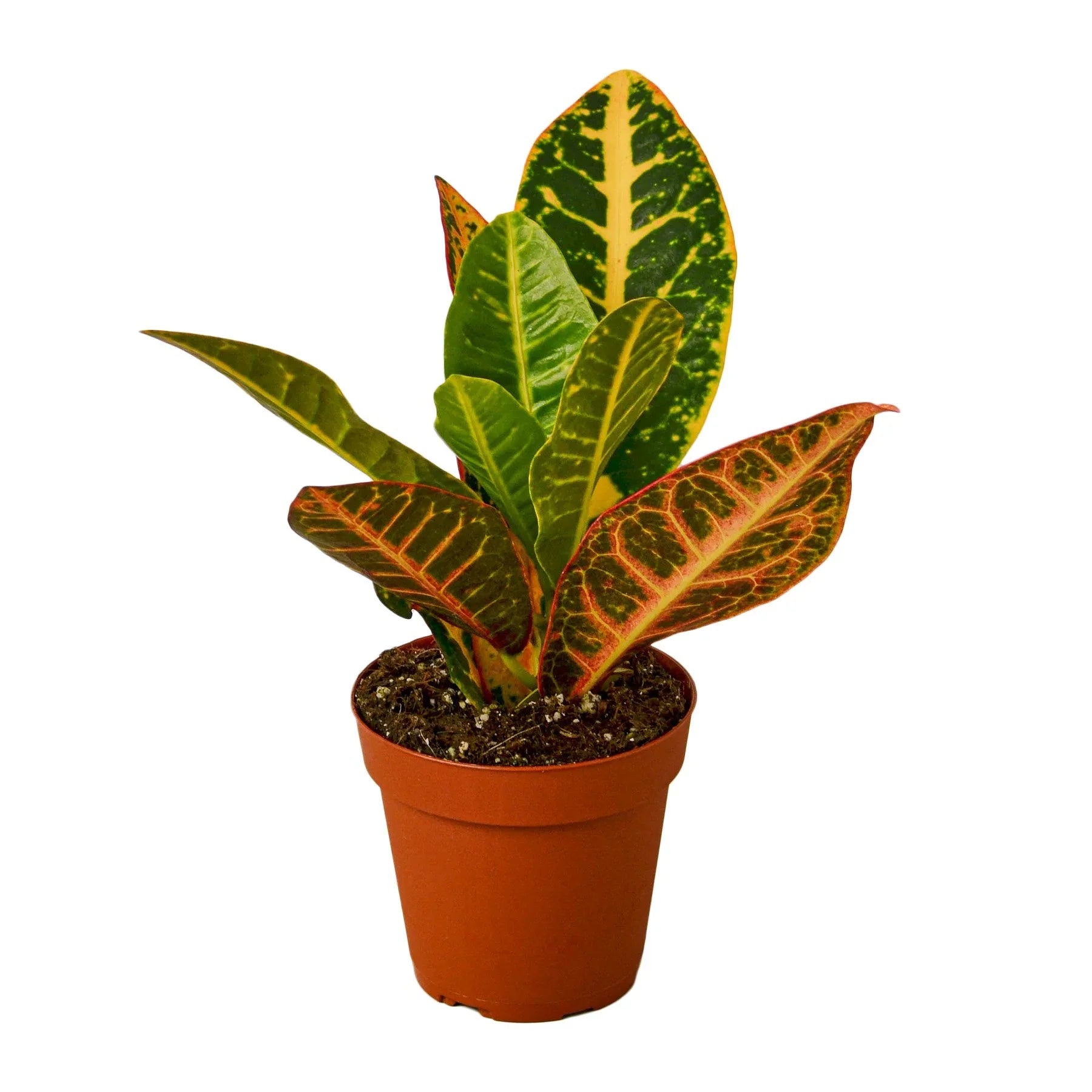 Croton Petra 'Joseph's Coat' potted plant