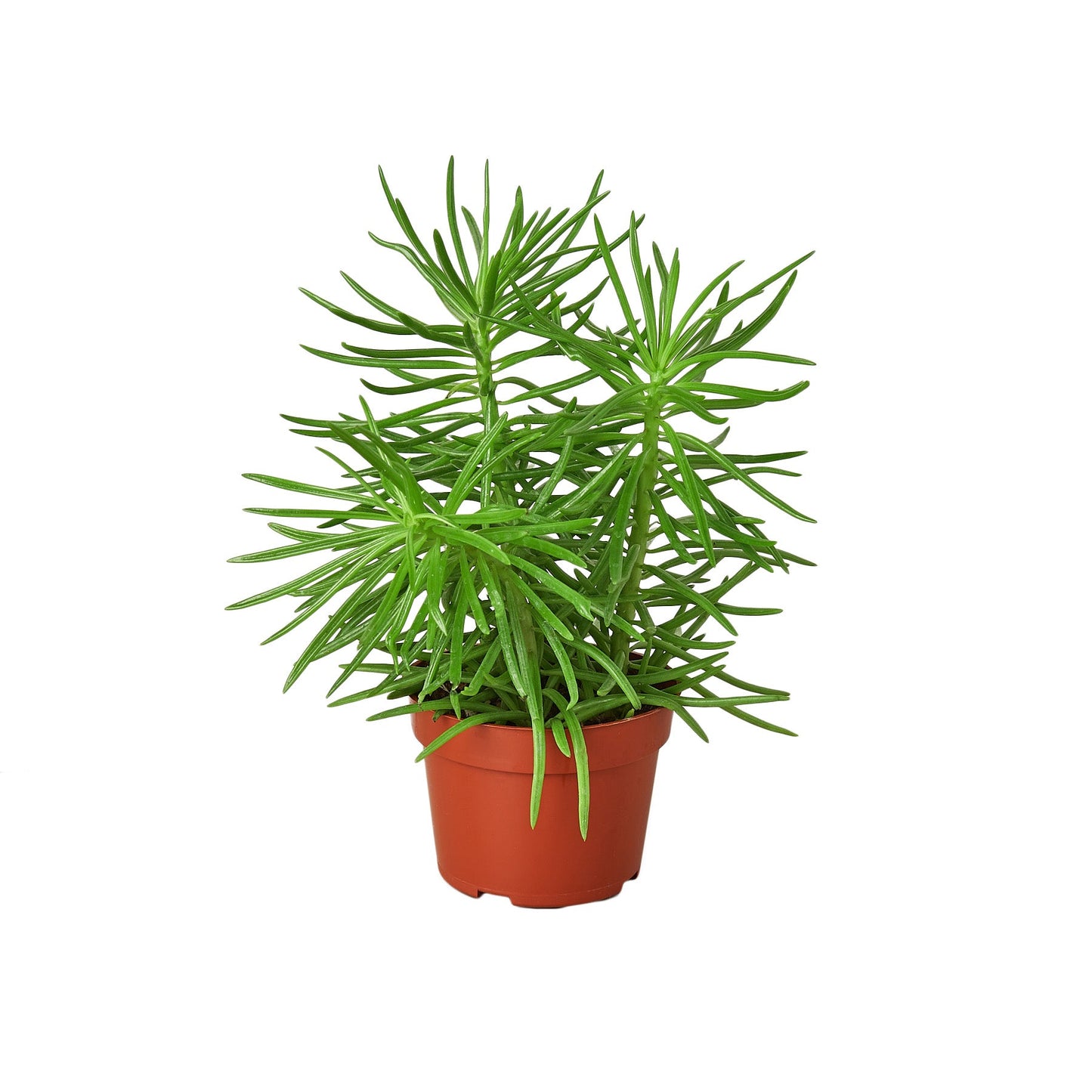Succulent Senecio 'Himalayan' 4" potted plant