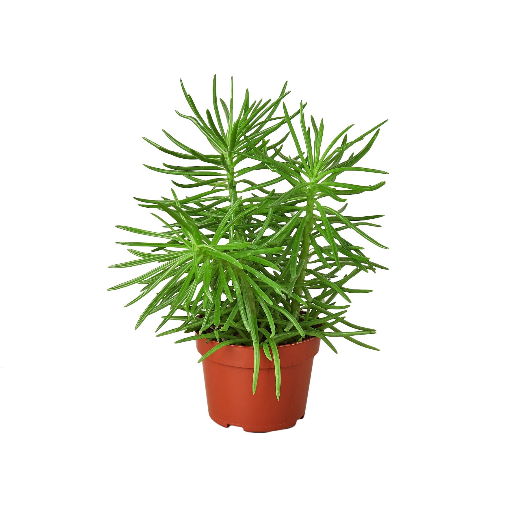 Succulent Senecio 'Himalayan' 4" potted plant