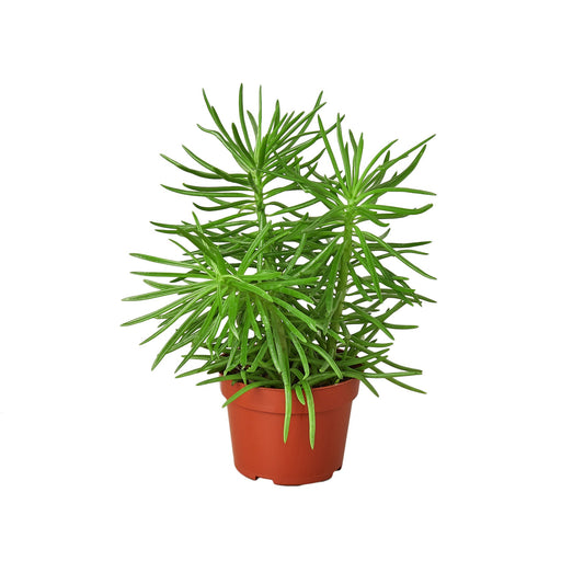 Succulent Senecio 'Himalayan' 4" potted plant