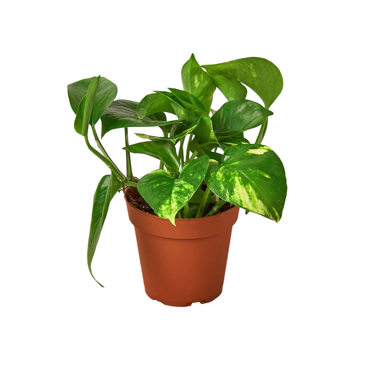 Pothos 'Golden' potted plant