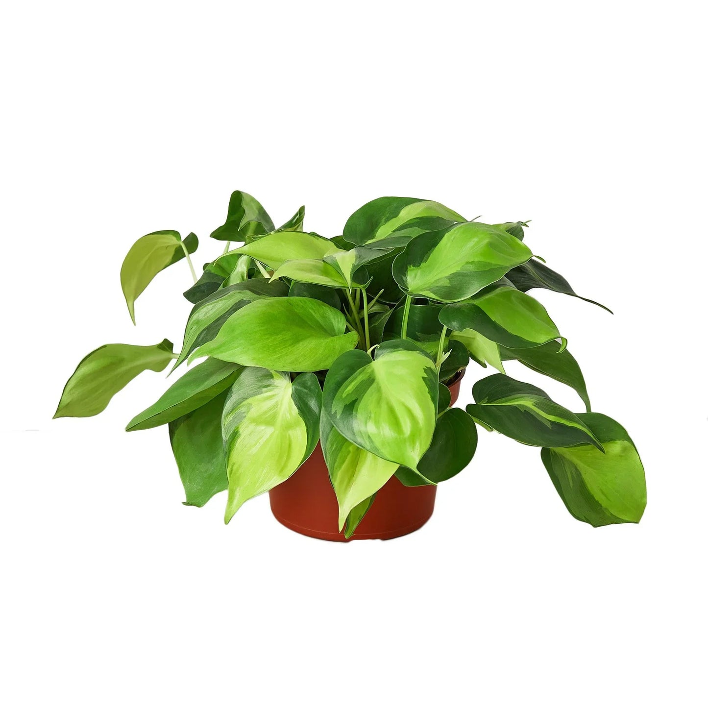 Philodendron 'Brasil' potted plant