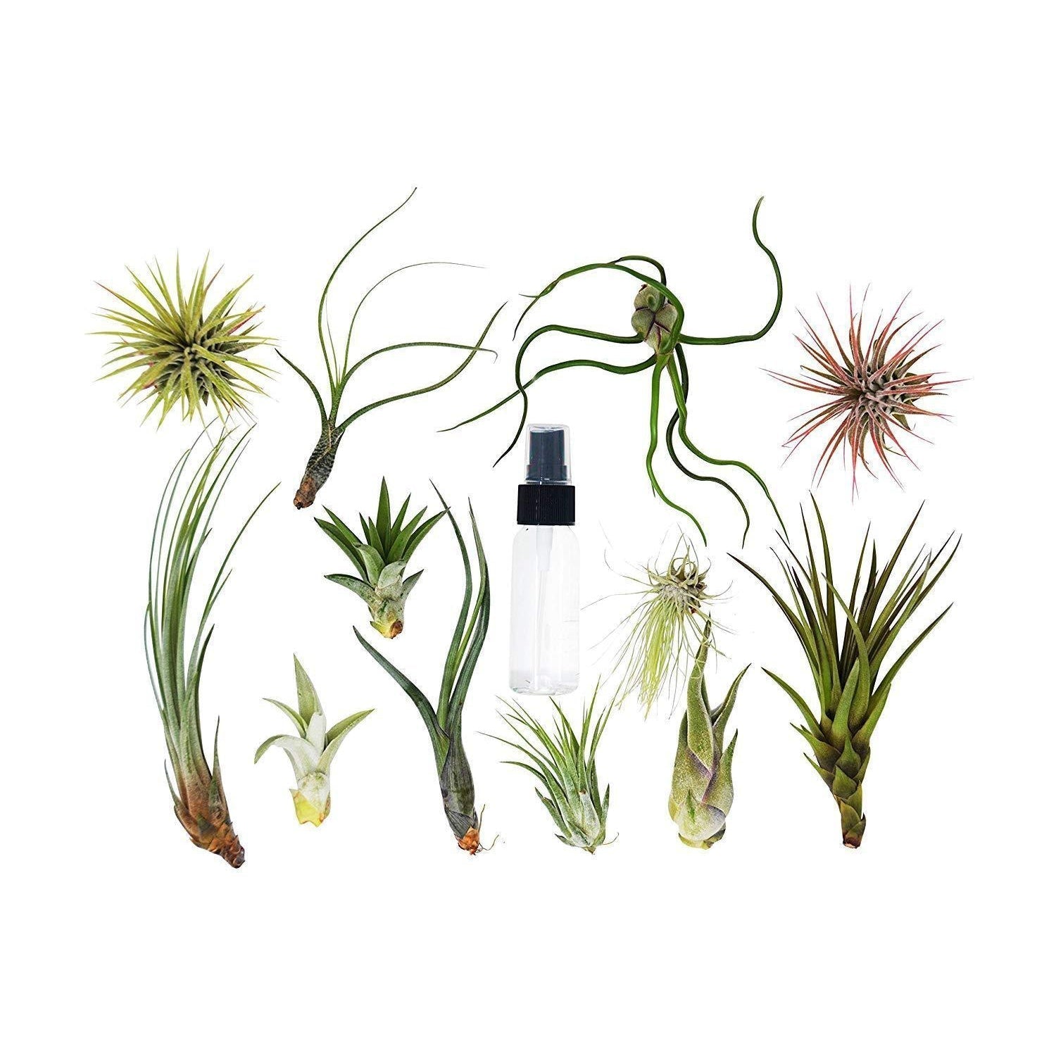 Tillandsia Air Plant Variety w/ Spray potted plant