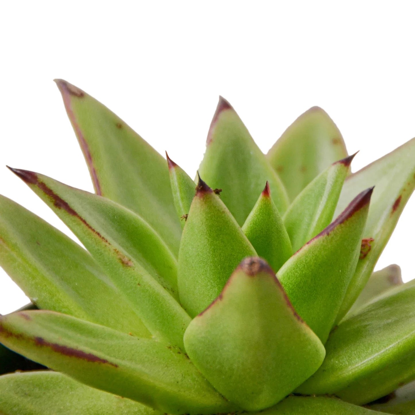 Lipstick Echeveria potted plant