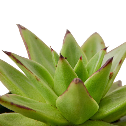 Lipstick Echeveria potted plant