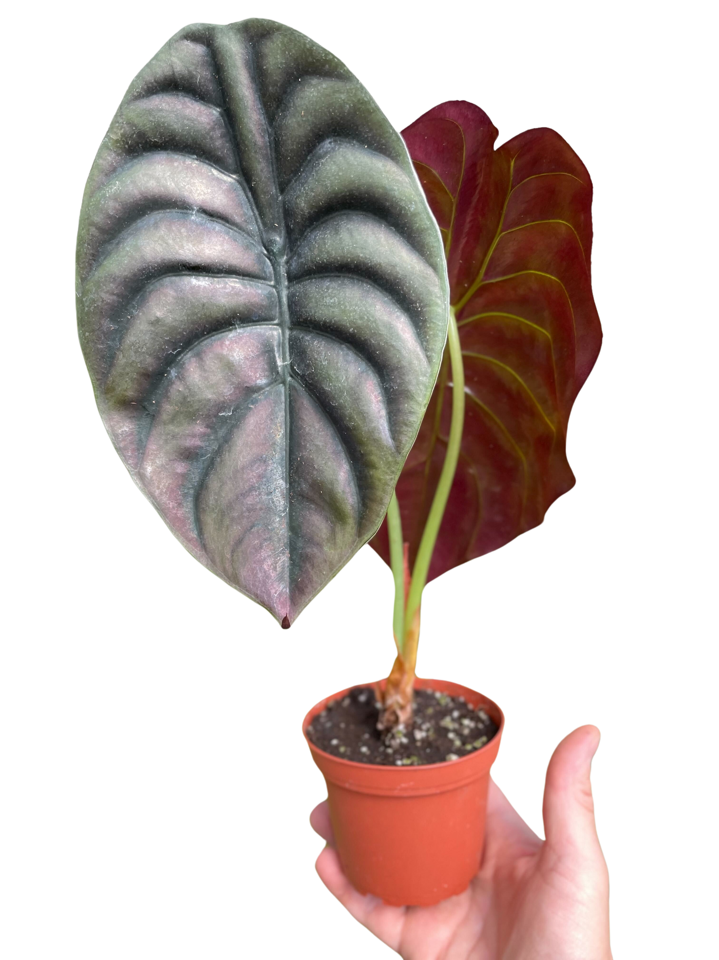 Alocasia 'Red Secret' potted plant