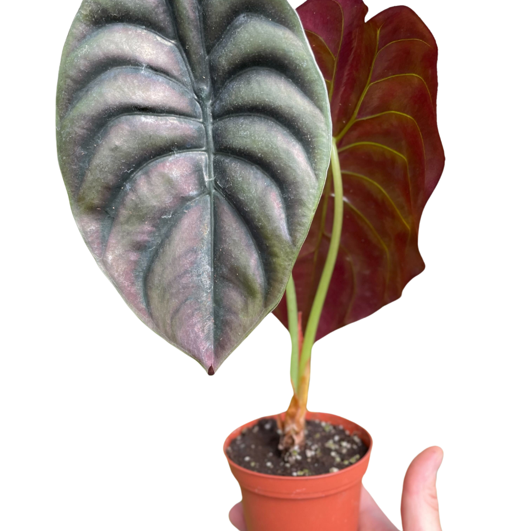 Alocasia 'Red Secret' potted plant