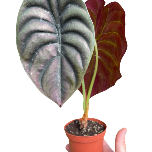 Alocasia 'Red Secret' potted plant