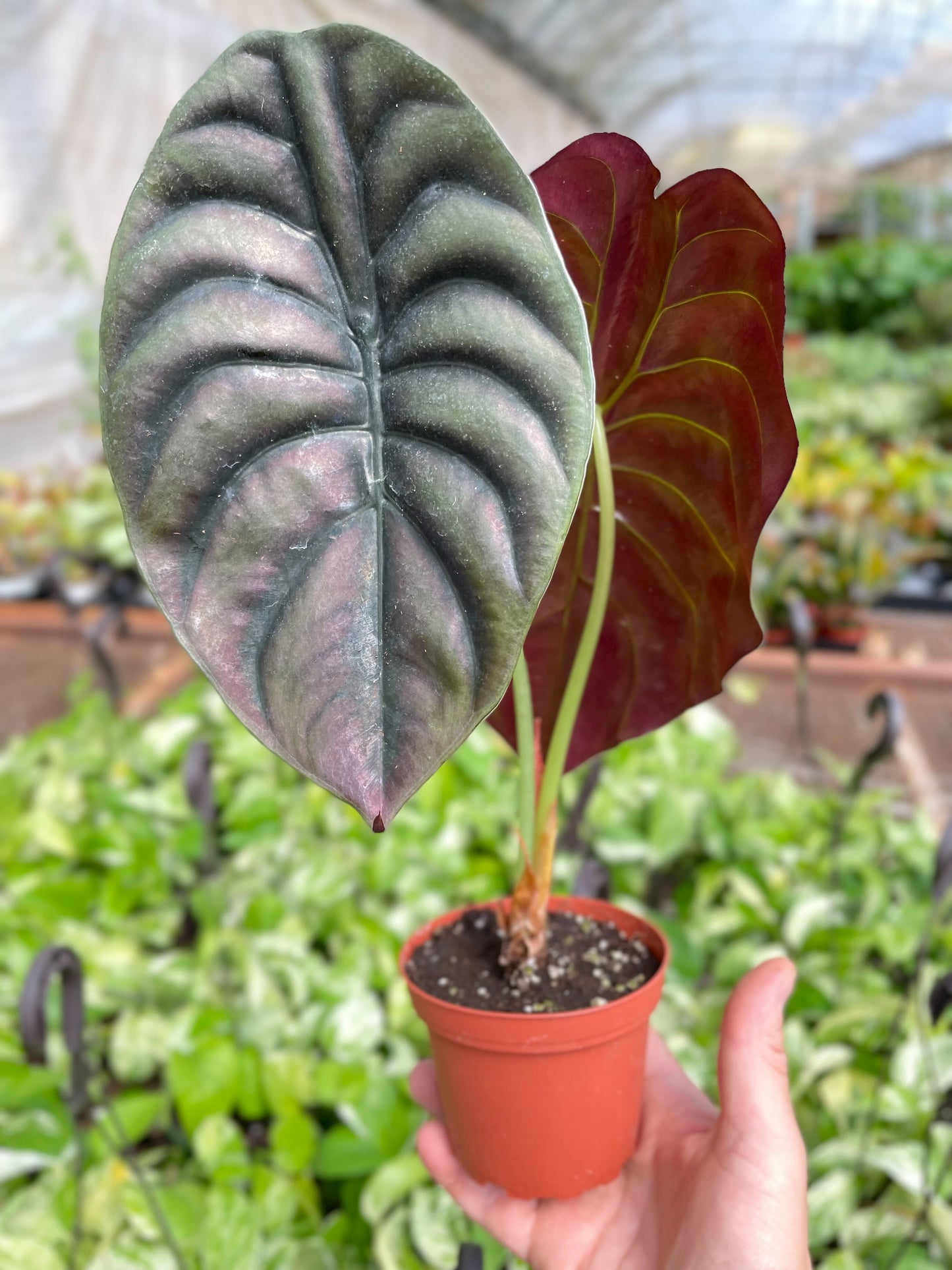 Alocasia 'Red Secret' potted plant