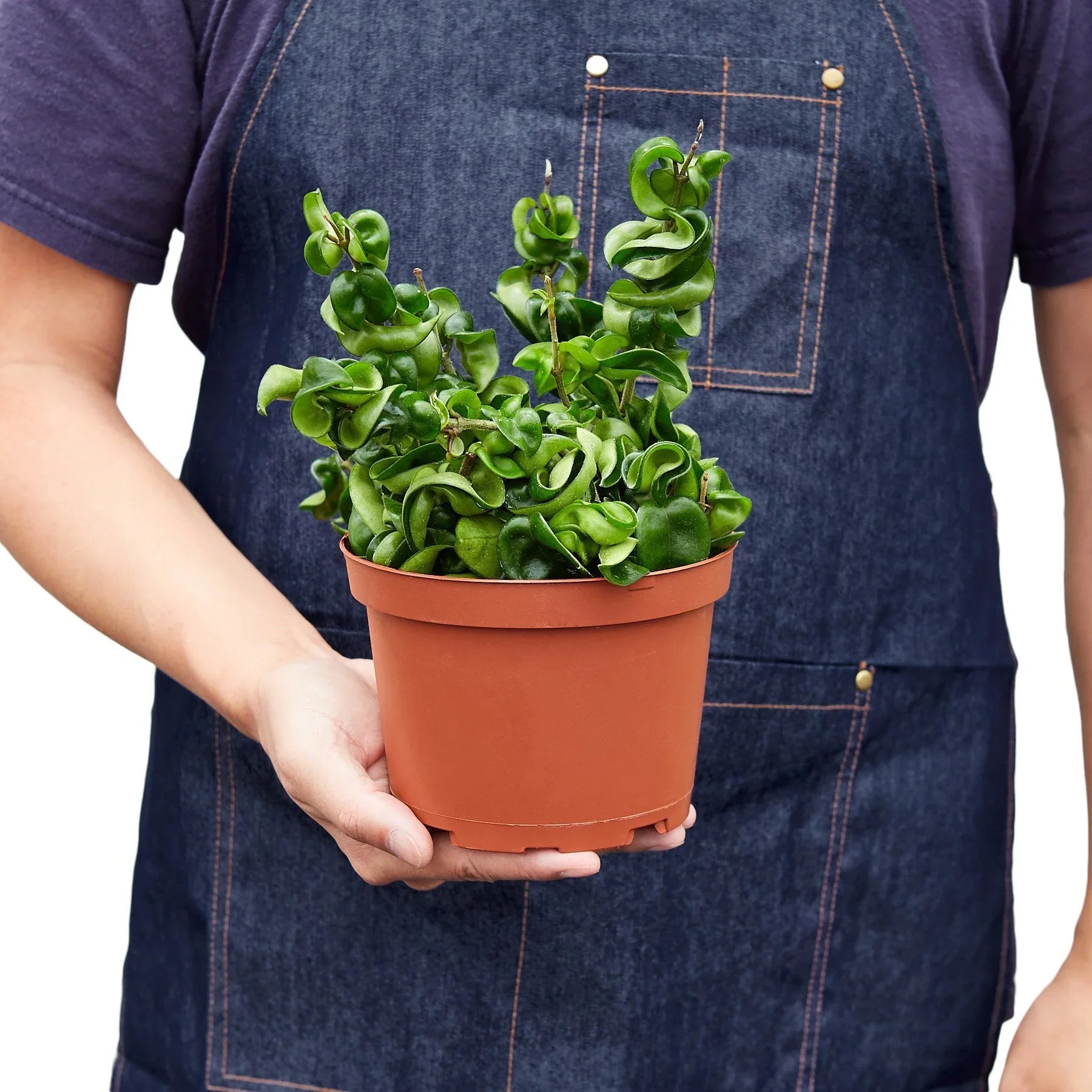 Hoya Rope Plant 4" potted plant