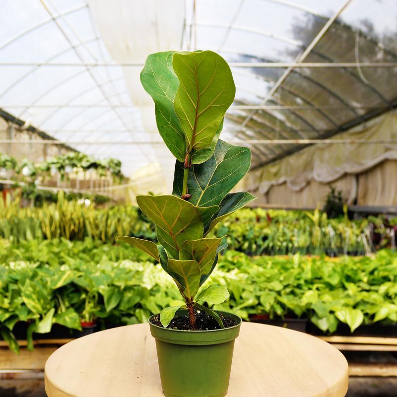 1 Mystery Plant Monthly Subscription Box 4" potted plant