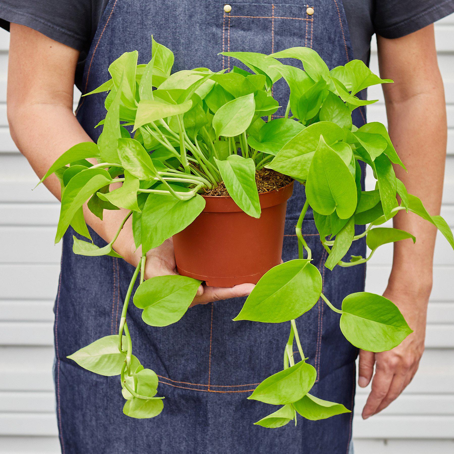 Pothos 'Neon' potted plant