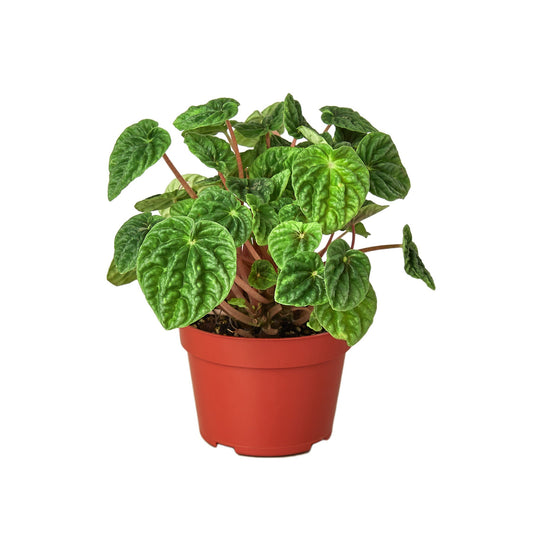 Peperomia 'Ripple' 4" potted plant