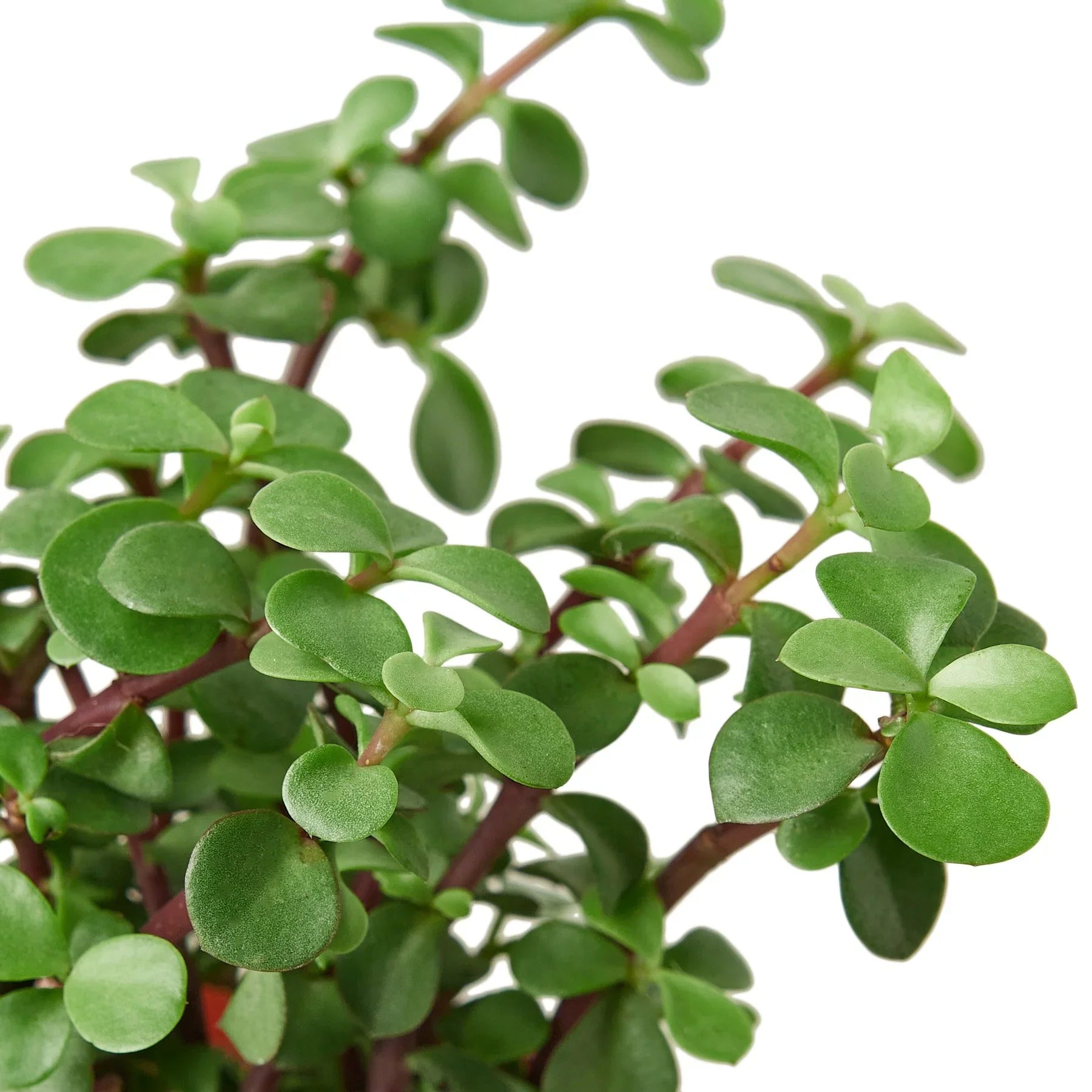 Succulent 'Elephant Bush' potted plant