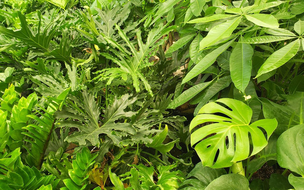 1 Mystery Plant Monthly Subscription Box 4" potted plant