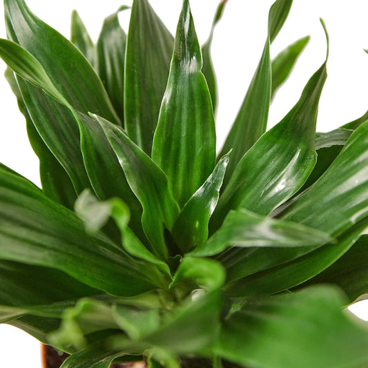 Dracaena 'Janet Craig' 6" potted plant