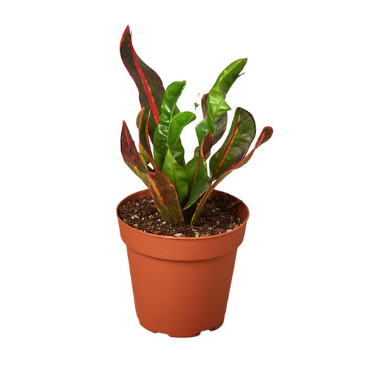 Croton 'Mammy' potted plant