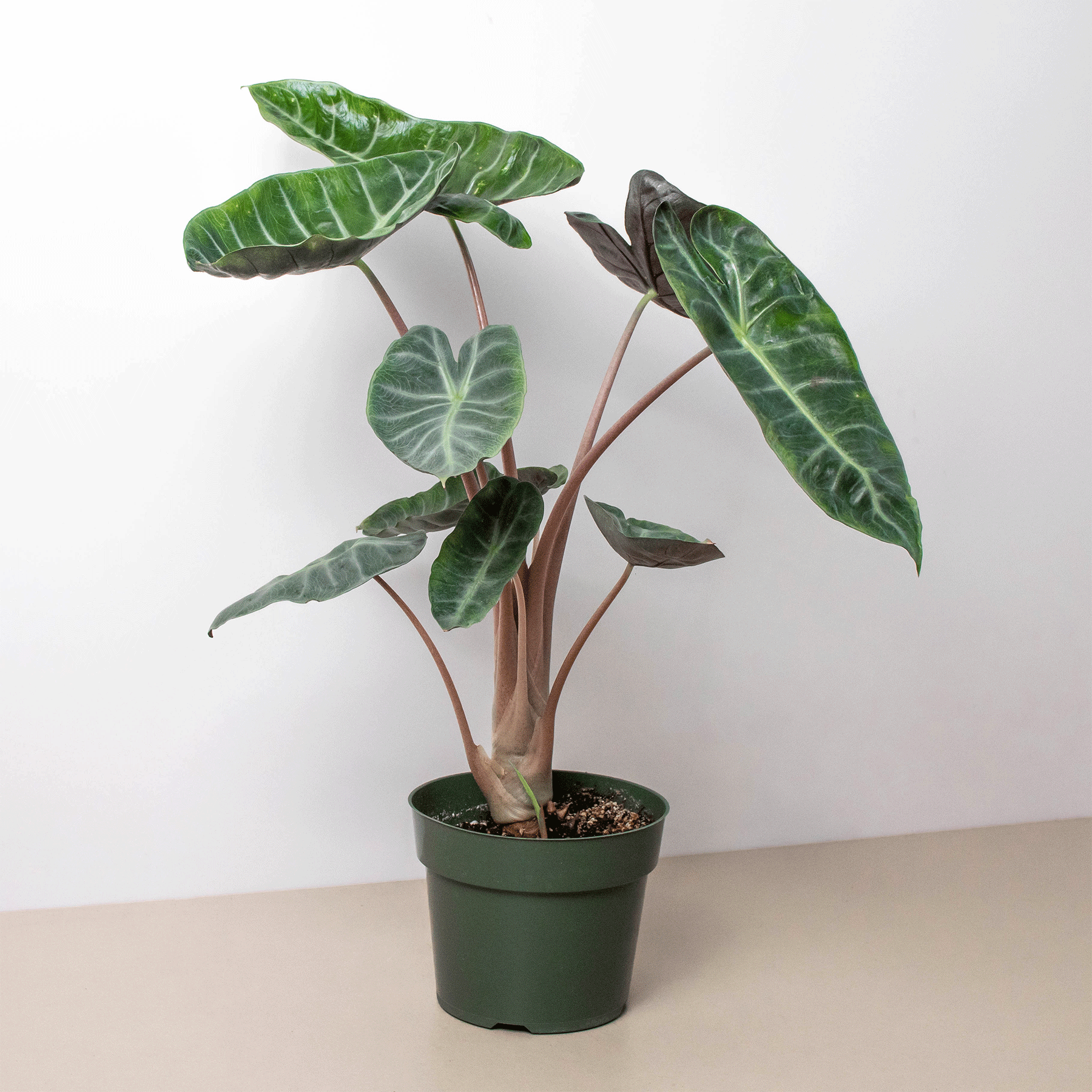 Alocasia Pink Dragon potted plant