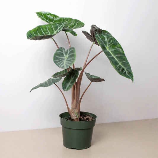 Alocasia Pink Dragon potted plant