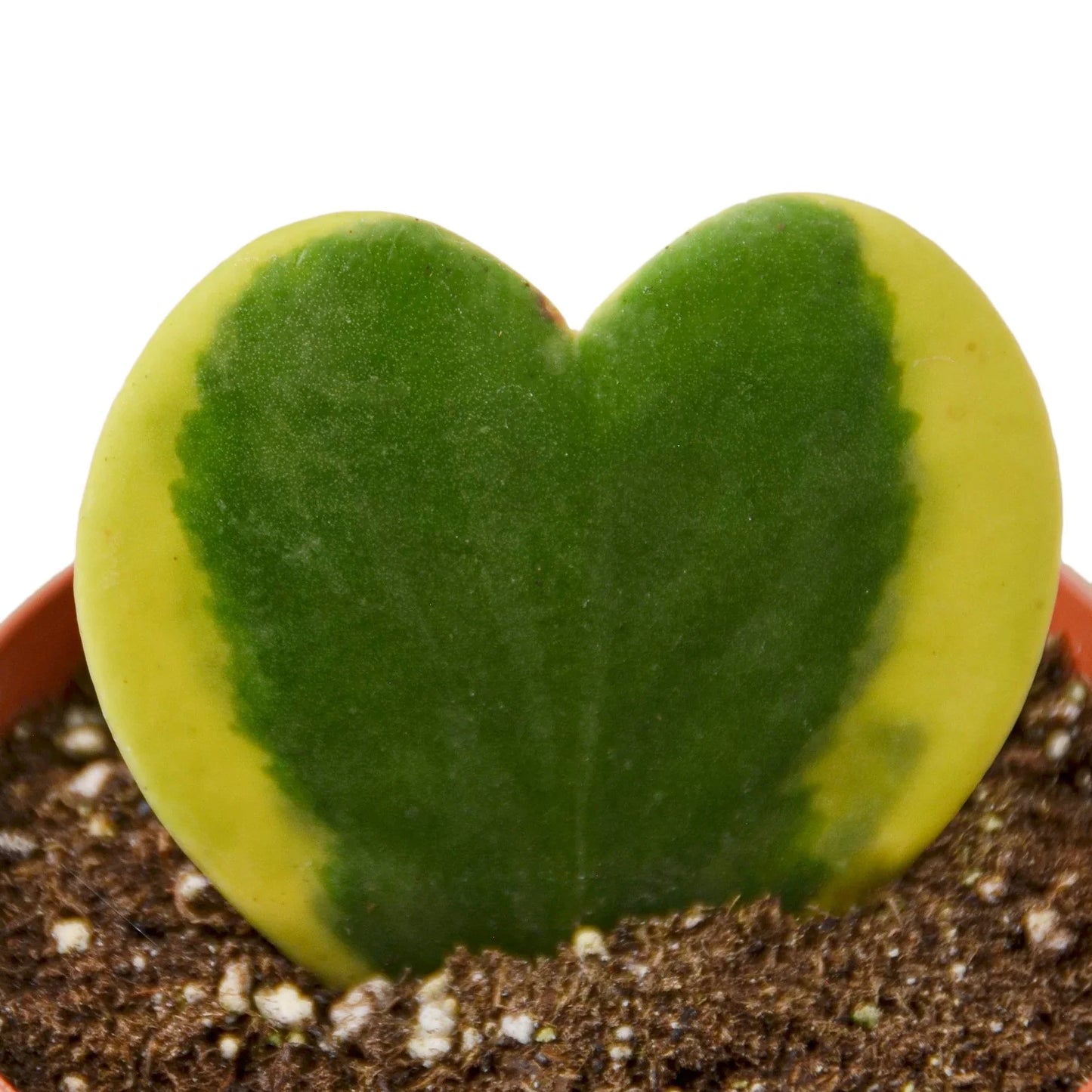 Hoya 'Sweetheart Variegated' potted plant
