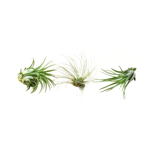 Air Plant 3 Pack 2" potted plant