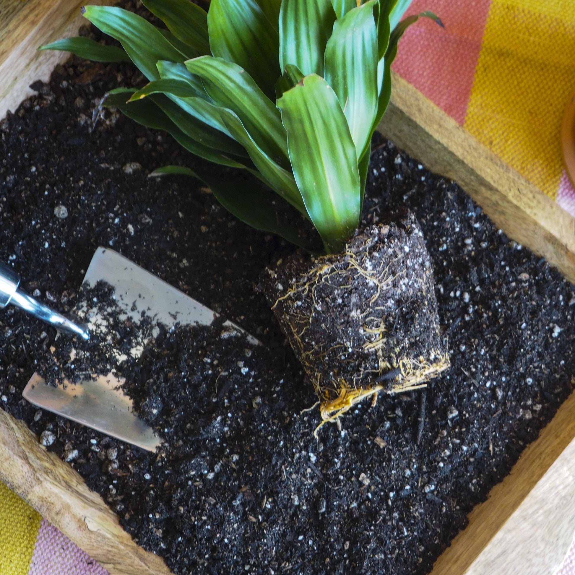 Compressed Coconut Coir potted plant