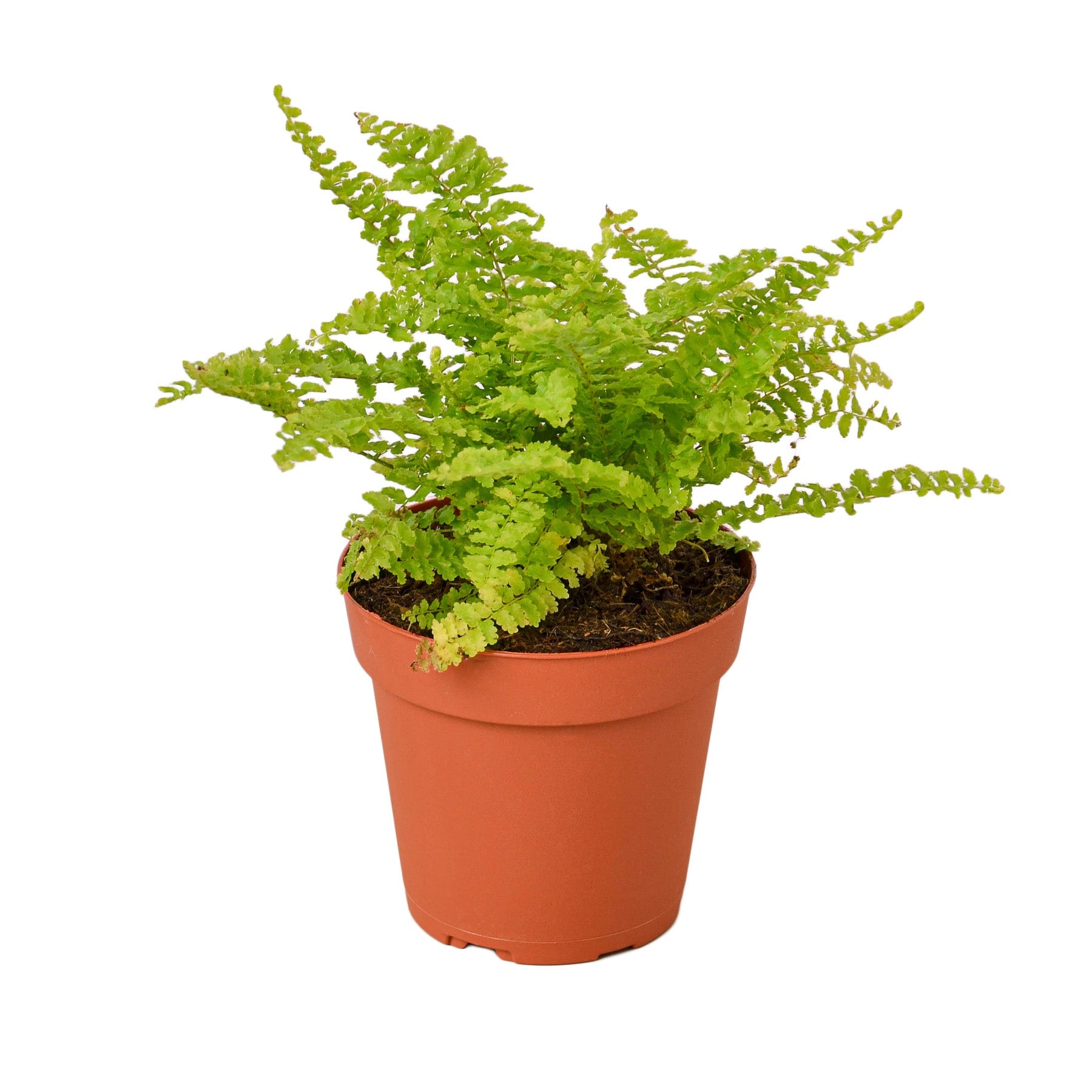 Cotton Candy Fern 4" potted plant