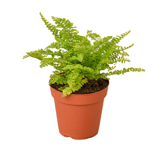 Cotton Candy Fern 4" potted plant