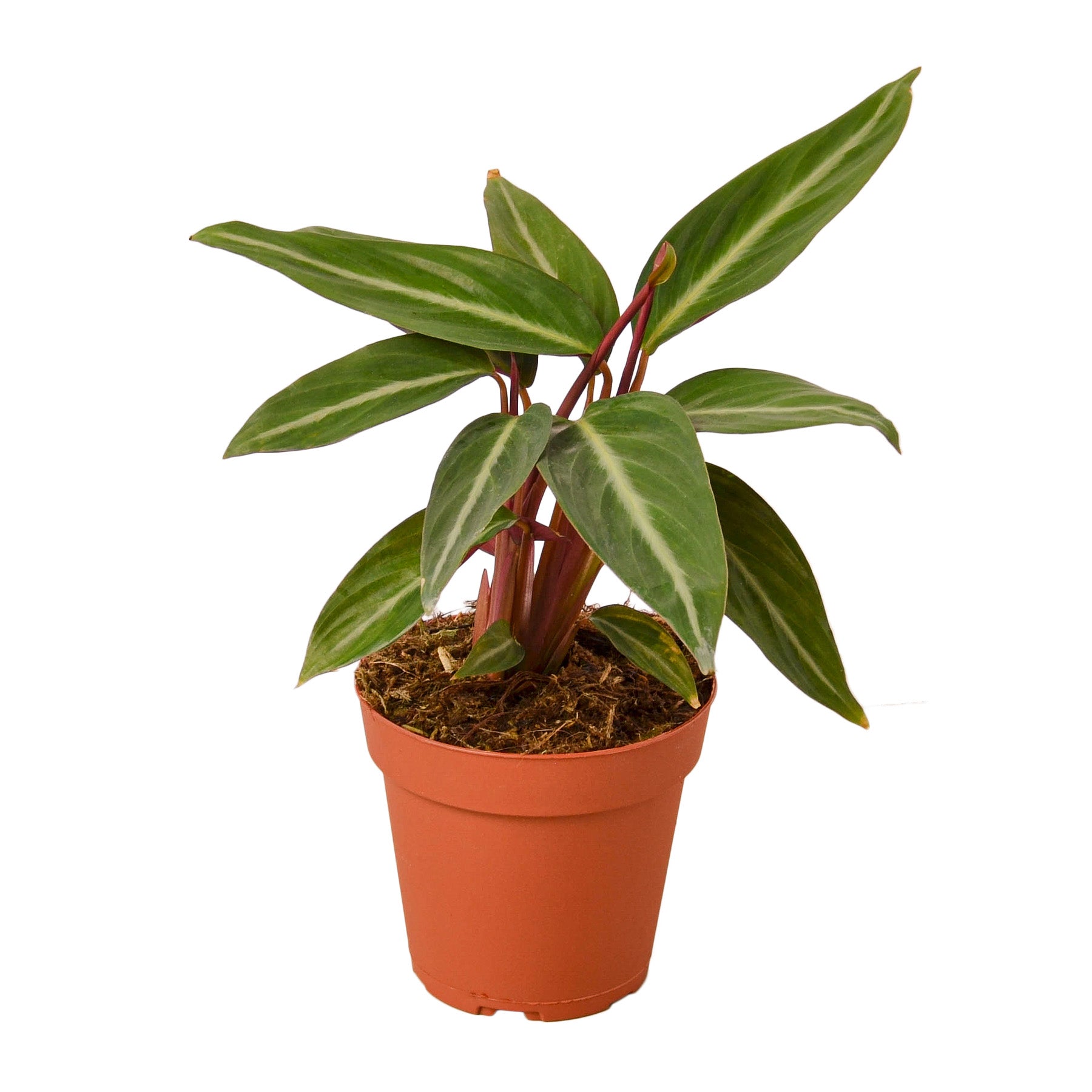 Stromanthe Sanguinea 4" potted plant