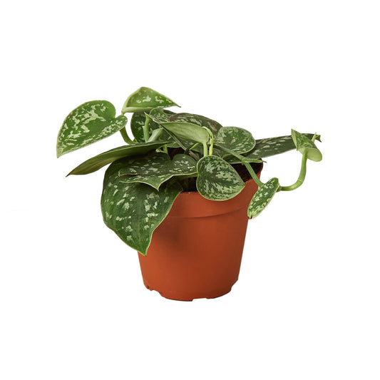 Pothos 'Satin' - 4" Pot - NURSERY POT ONLY