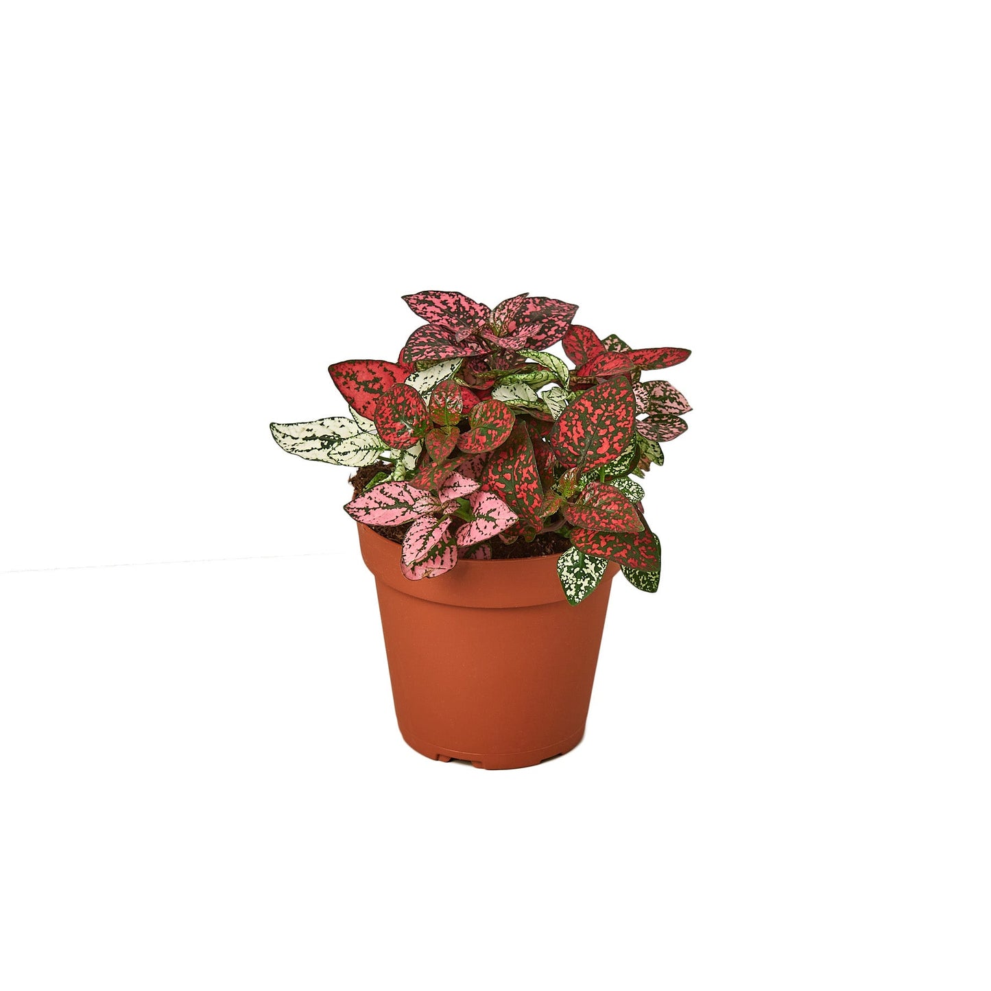 Hypoestes 'Polka Dot' 4" potted plant