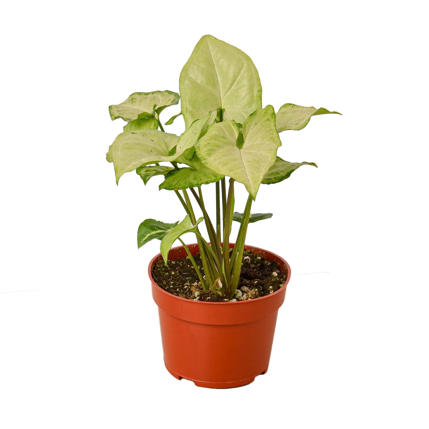 Syngonium White Butterfly 4" potted plant