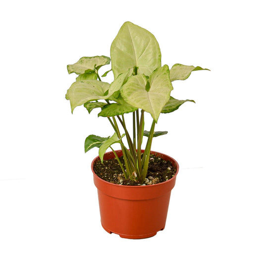 Syngonium White Butterfly 4" potted plant