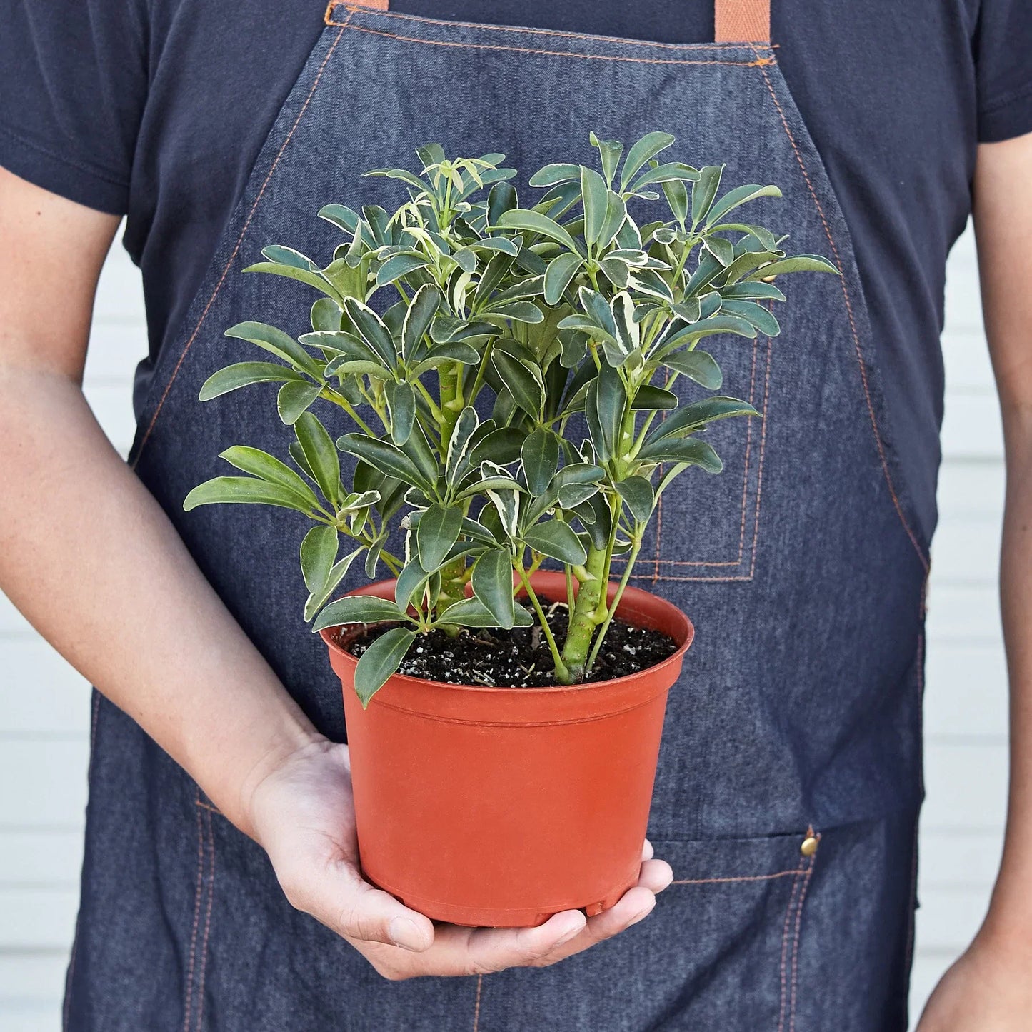 Schefflera Moonlight 'Umbrella Plant' potted plant