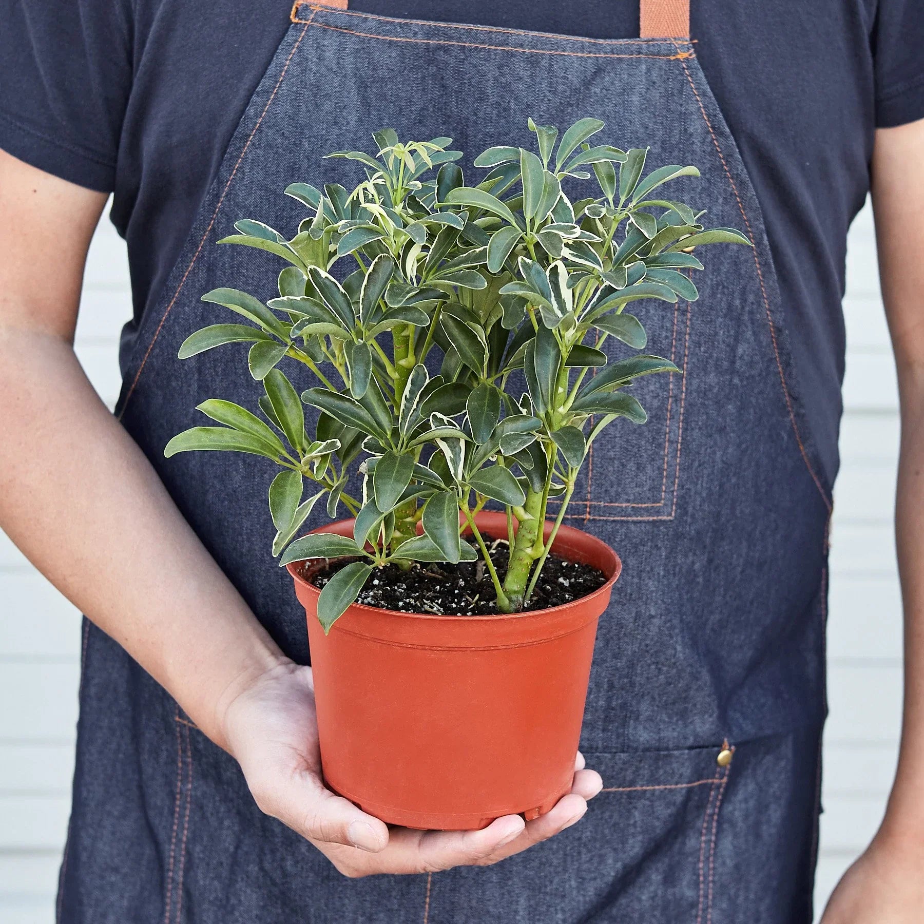 Schefflera Moonlight 'Umbrella Plant' potted plant