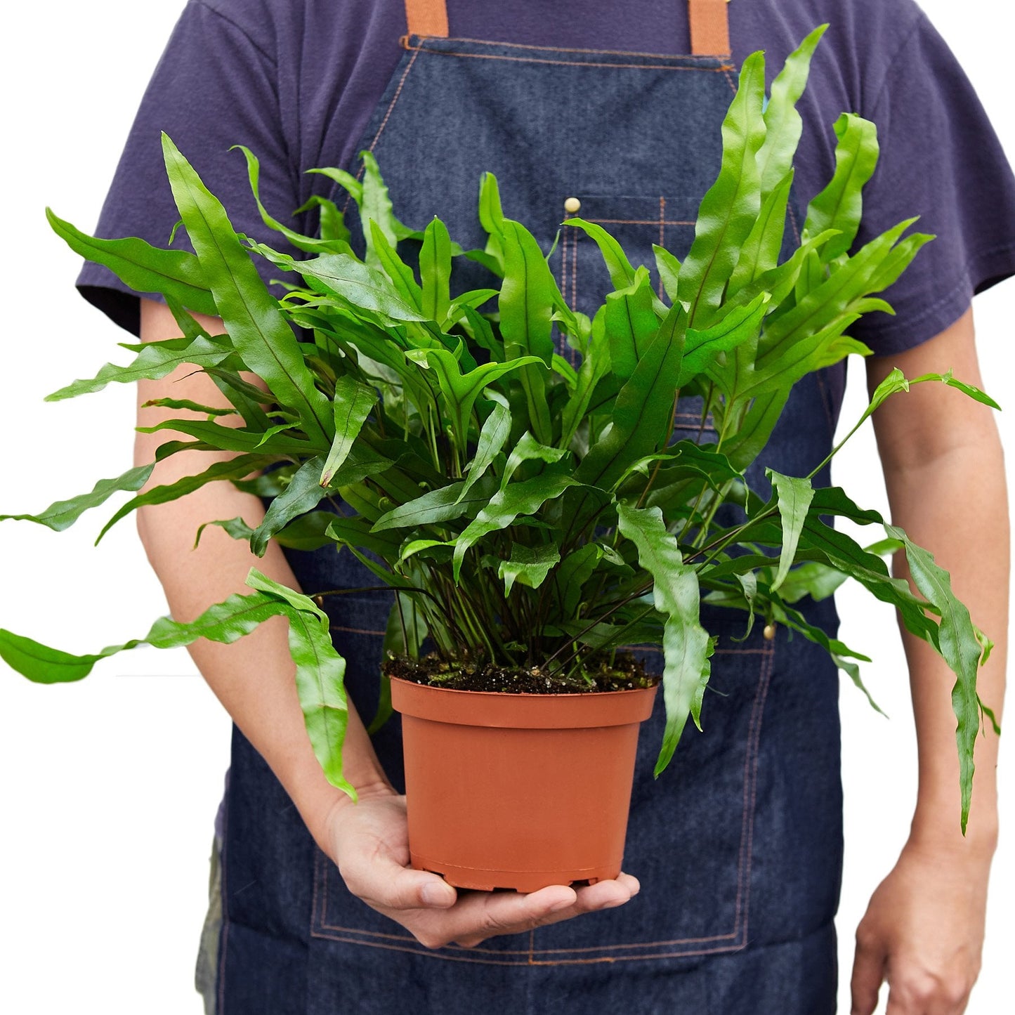 Fern 'Kangaroo Paw' 6" potted plant