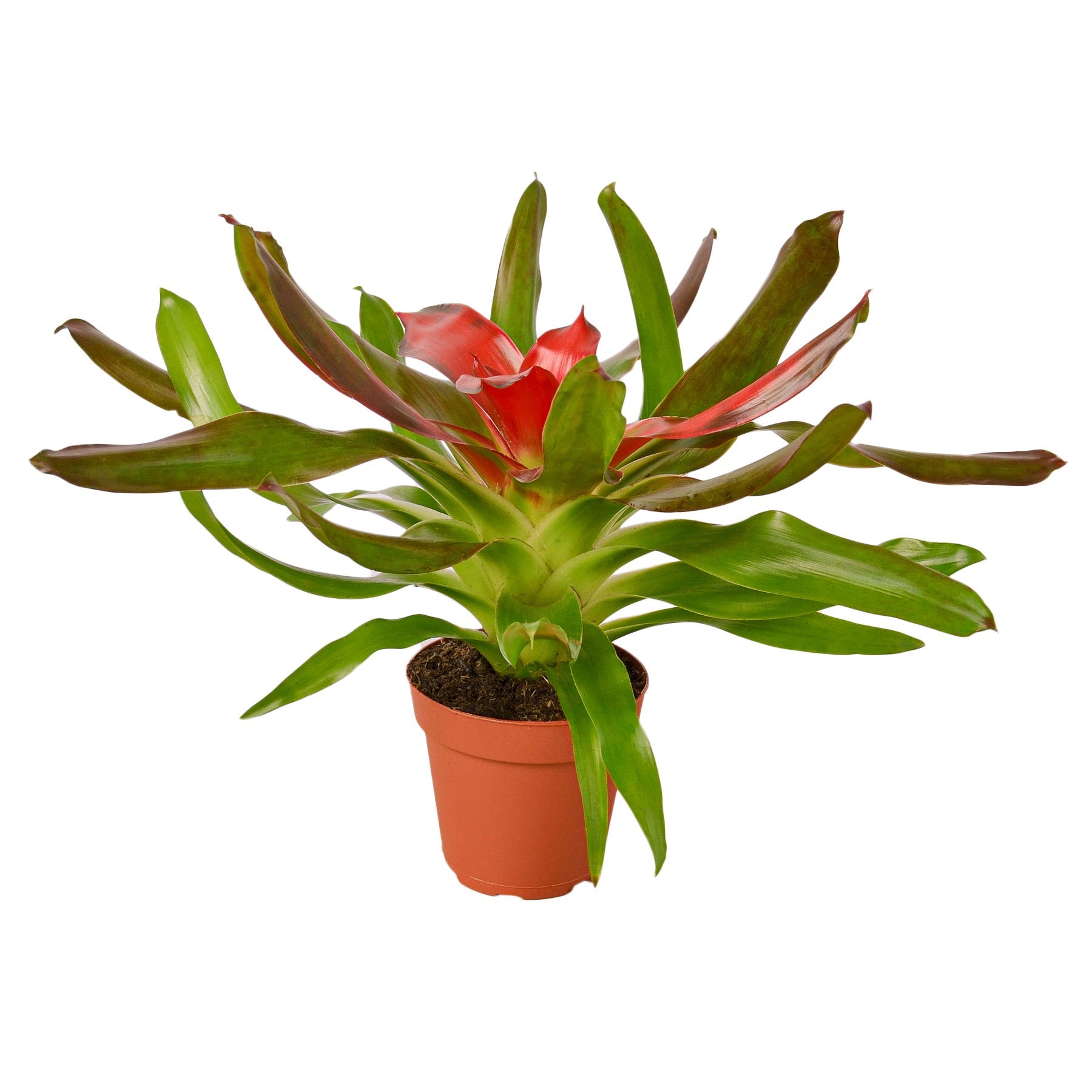 Bromeliad Medusa potted plant