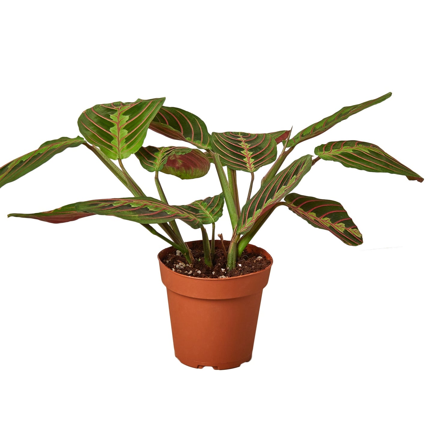 Maranta Red Prayer 4" potted plant