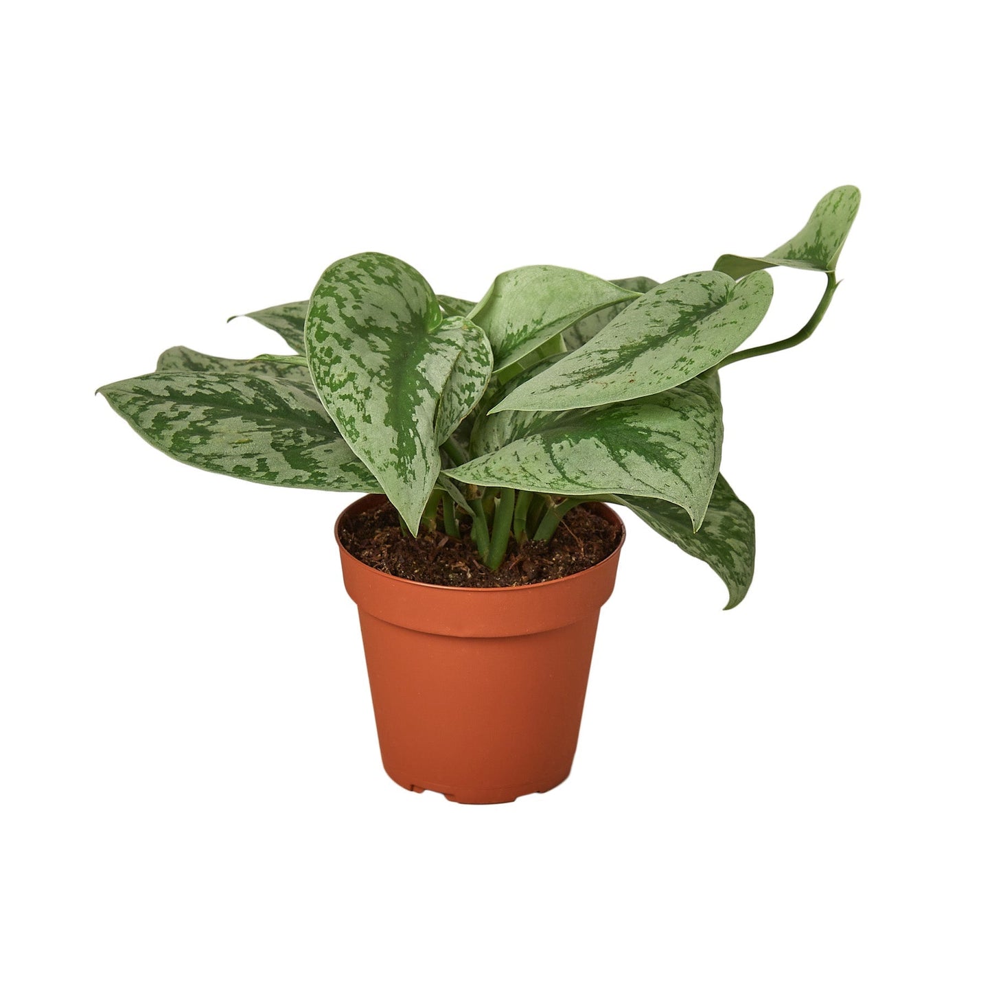Scindapsus pictus 'Exotica' 4" potted plant