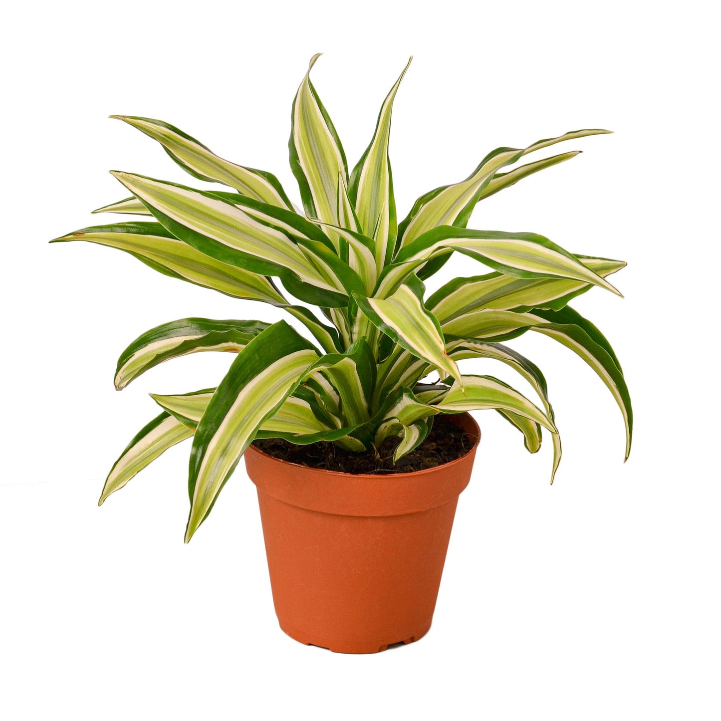 Dracaena 'Malaika' 4" potted plant